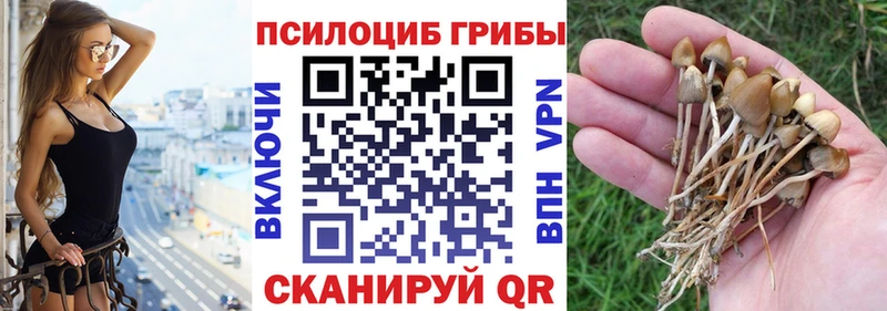 Галлюциногенные грибы Cubensis  Апшеронск 
