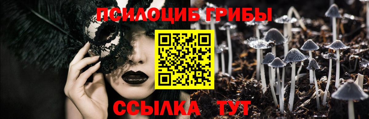 Псилоцибиновые грибы Psilocybine cubensis  Апшеронск 